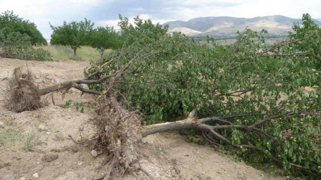 'Emeğim çok' deyip onlarca kayısı ağacını kökünden söktü