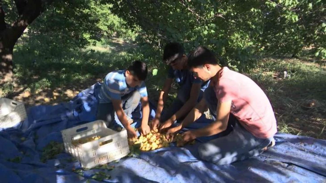 'Sarı altın' hasadında çiftçinin yüzü gülüyor