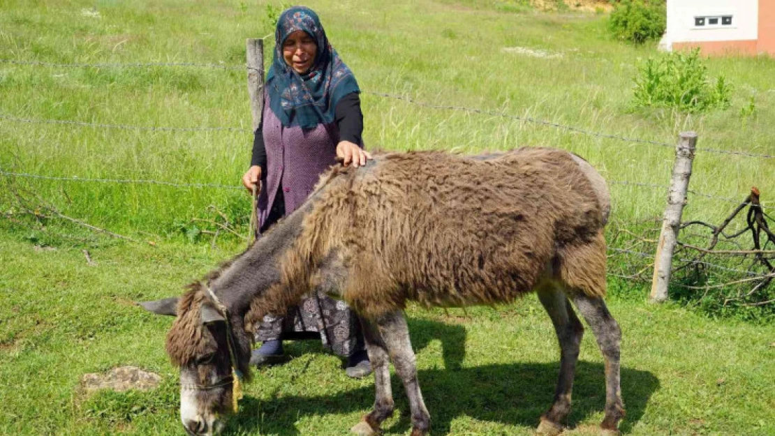 40 yıl önce düğün hediyesi olarak verilen eşek, can yoldaşları oldu