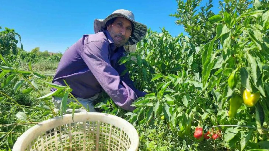 Adana'da kapya biber hasadı yapıldı