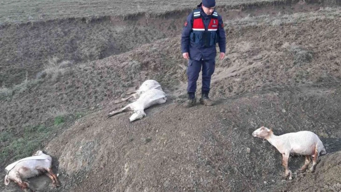 Ankara'da 58 küçükbaş hayvan fırtına ve dolu nedeniyle telef oldu