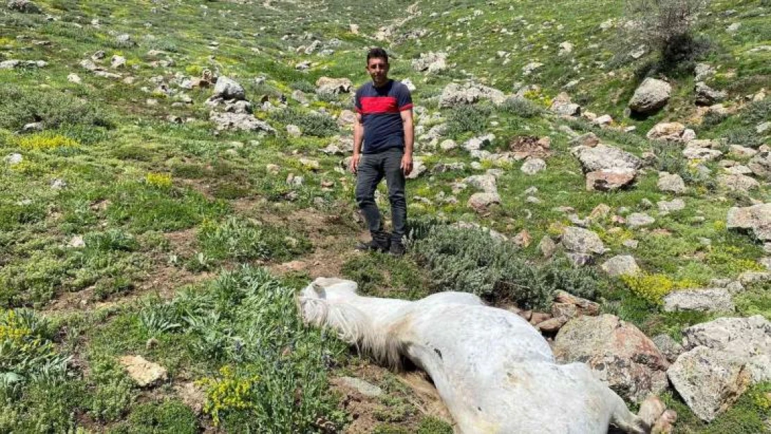 Bacağı kopan yılkı atı feci şekilde can verdi