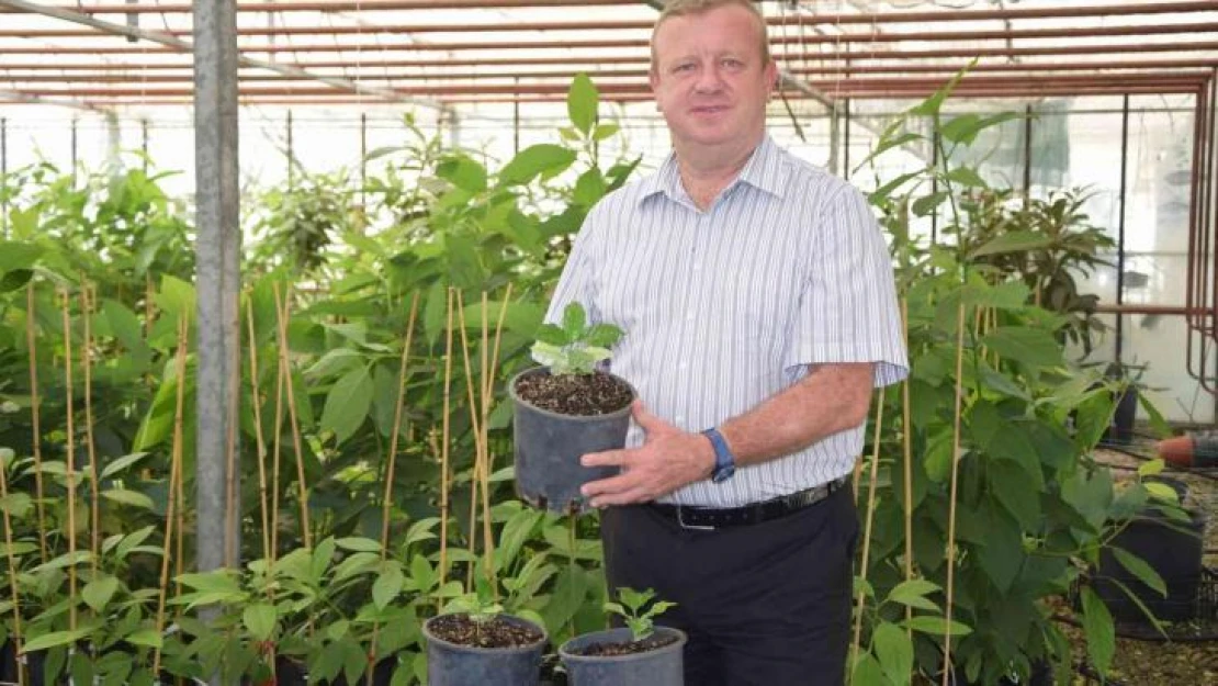 BATEM'in kahve tohumları fidana dönüştü