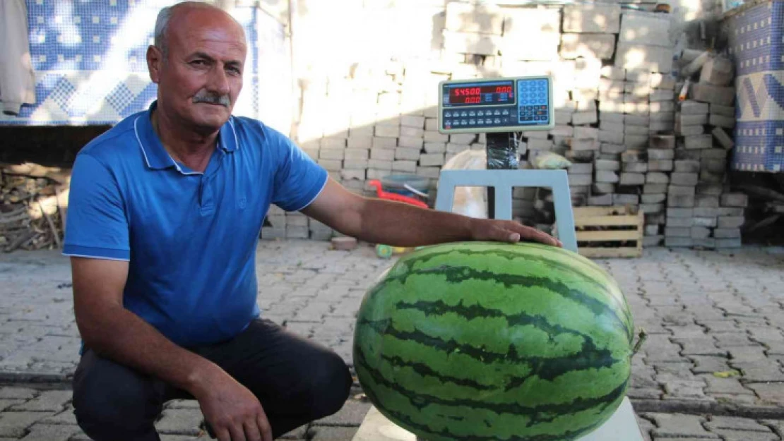 Batmanlı çiftçi yetiştirdiği 53 kilo 300 gramlık karpuzuyla Diyarbakır'a rakip oldu