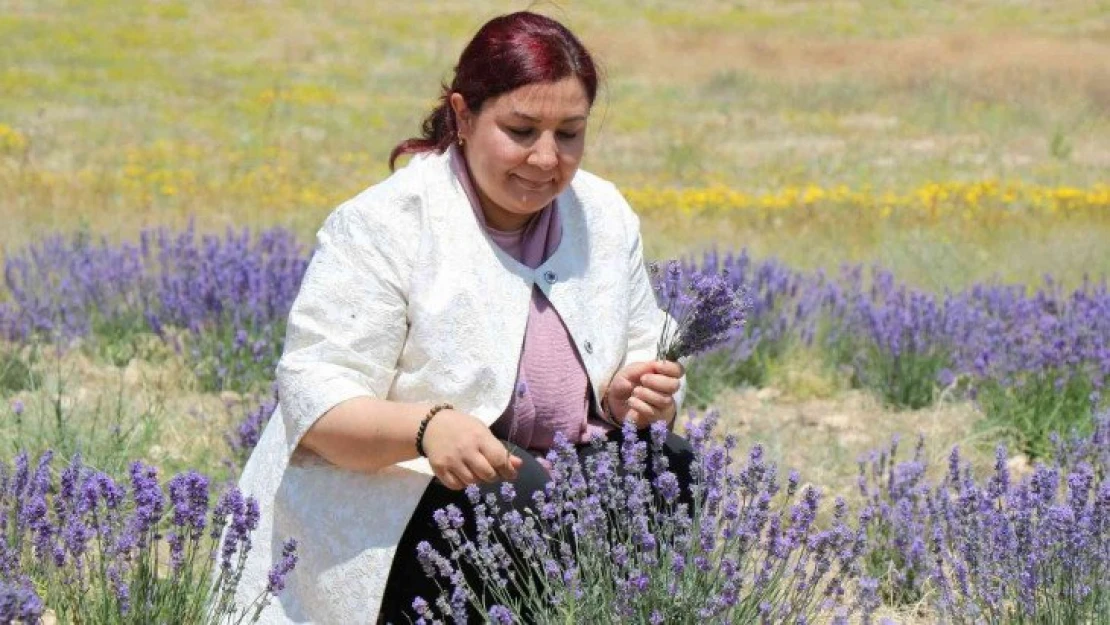 Bozkır topraklar, lavanta bahçeleri ve orman varlığıyla yeşeriyor