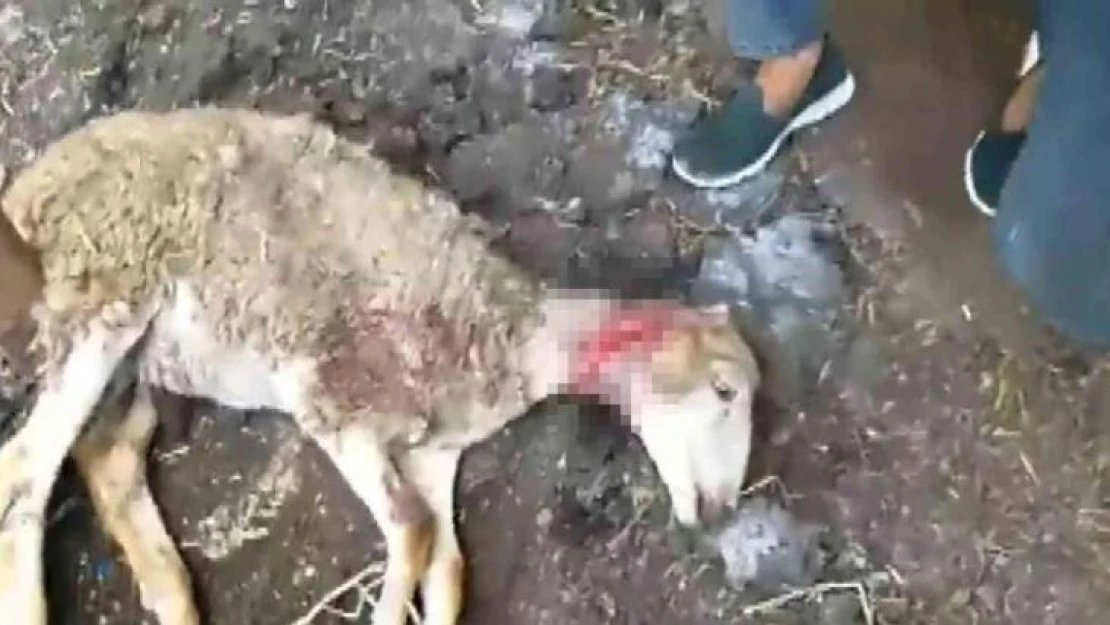 Bu defa kurt değil sokak köpekleri, yetiştiricilerin korkulu rüyası oldu