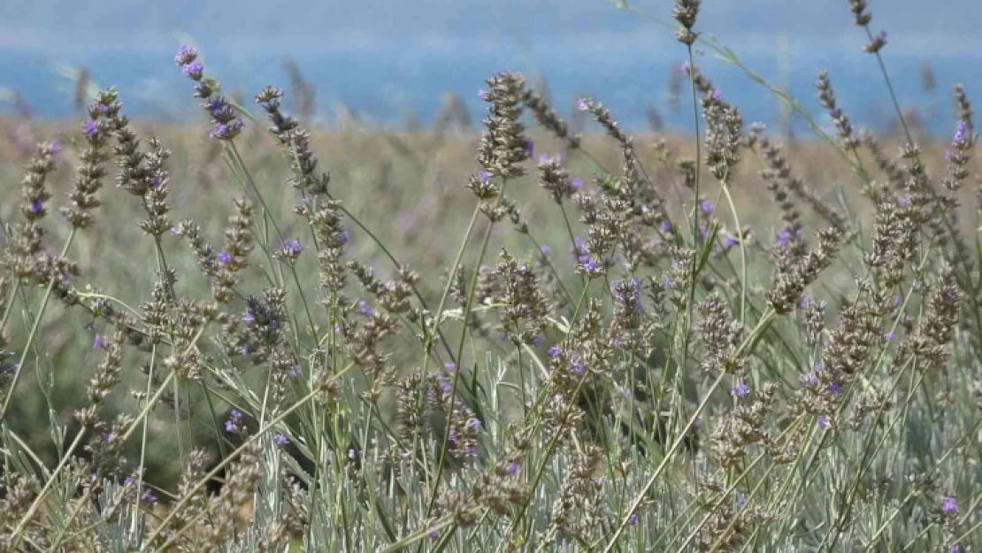 Çanakkale'de çöplük alan Lavanta bahçesine dönüştü