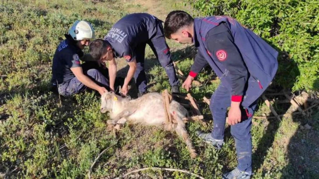 Elazığ'da definecilerin kazdığı kuyuya düşen keçi kurtarıldı