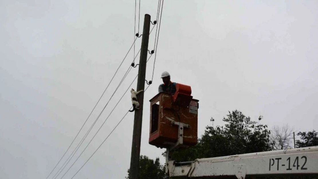 Elektrik direğinde mahsur kalan kedi, ekiplerden korkup kendisi indi