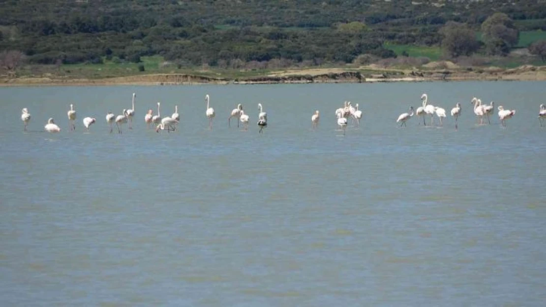 Göç eden flamingolar Çanakkale Tarihi Alanda durakladı