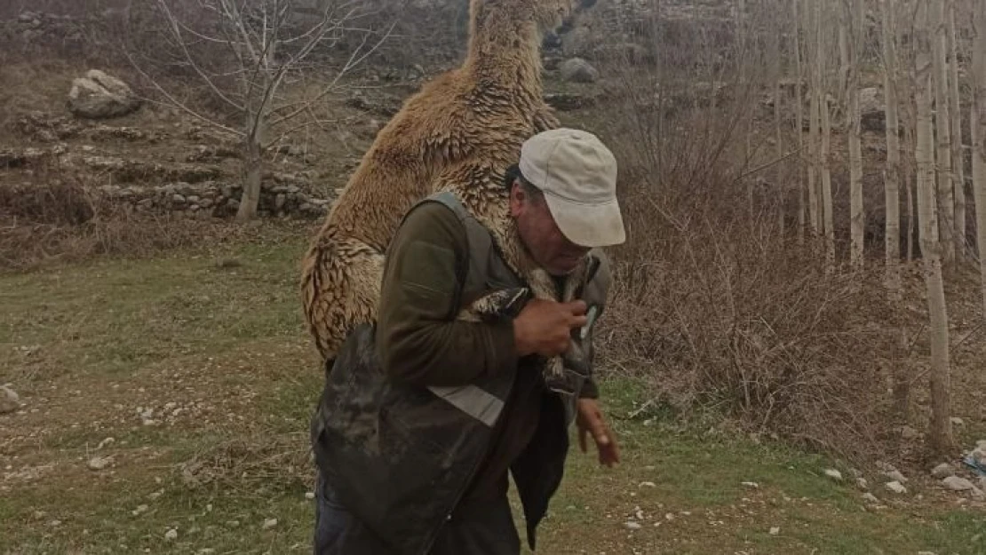 Hasta yaban keçisini 2 kilometre sırtında taşıdı