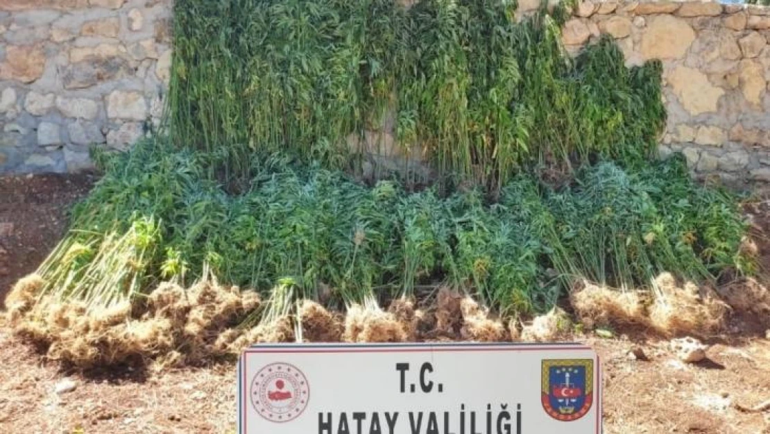 Hatay'da 15 bin 750 kök kenevir bitkisi ele geçirildi