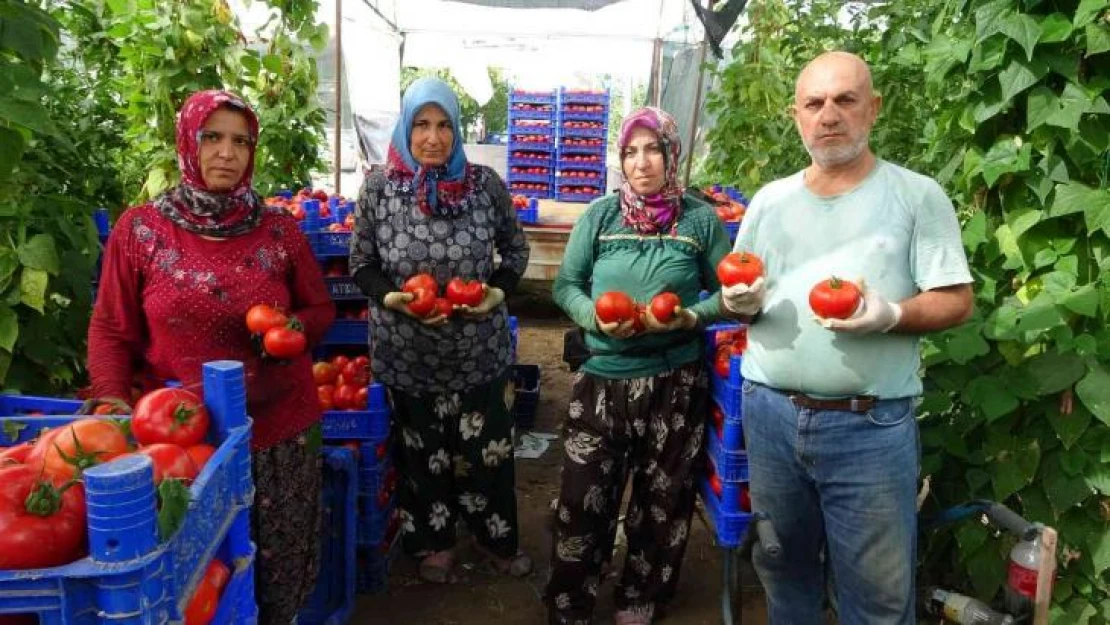 Isparta yaylalarında domates hasadı başladı