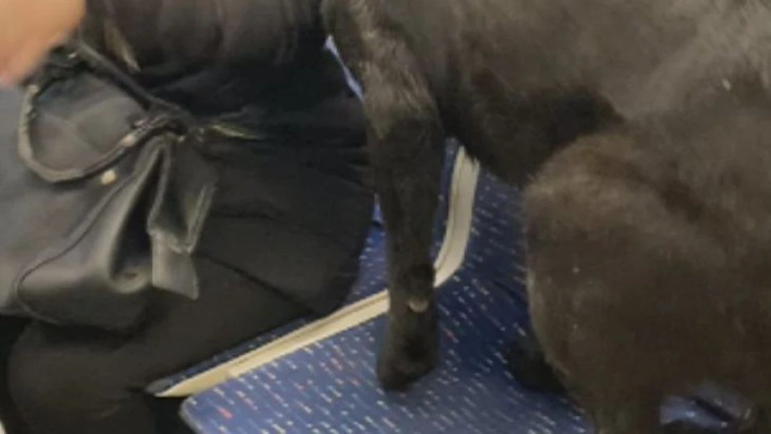 İstanbul'da soğuktan üşüyen köpek tramvaya bindi