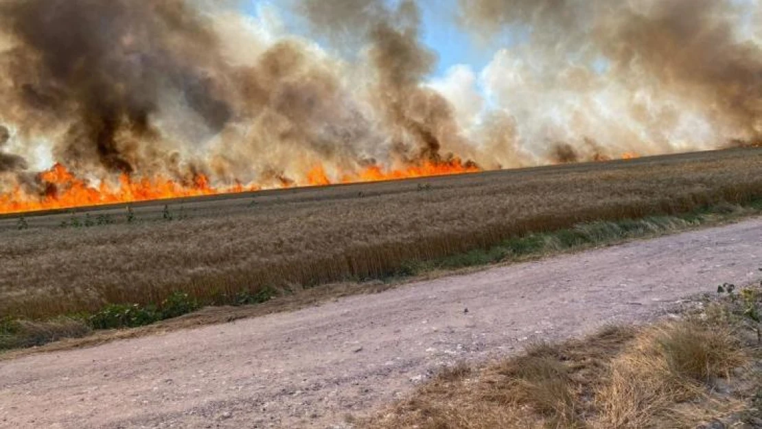 İstanbul - Tekirdağ sınırında korkutan yangın: 500 dönüm buğday 15 dakikada küle döndü