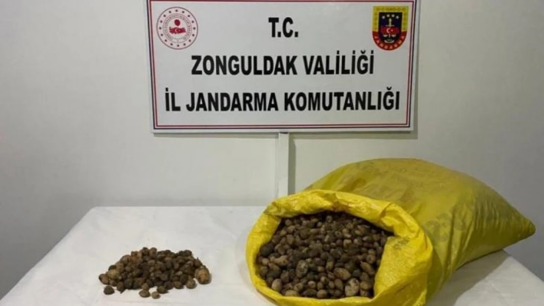 Jandarma ekipleri 40 kilo salep soğanına el koydu