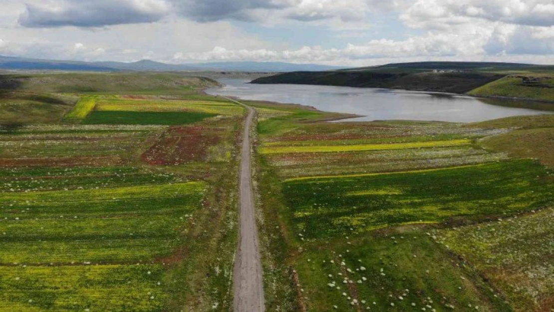 Kars'ta baraj gölünün etrafında açan çiçekler kartpostallık görüntüler oluşturdu