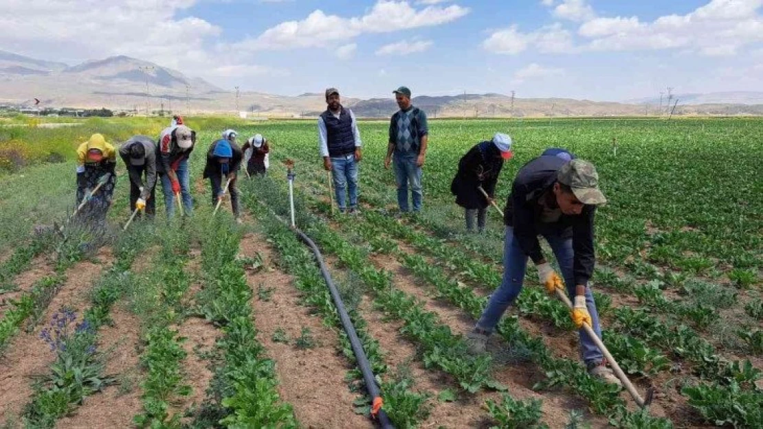 Kavurucu sıcakta ekmek mücadelesi