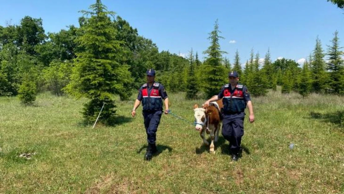 Kırklareli'nde kaybolan büyükbaş hayvan dron ile bulundu