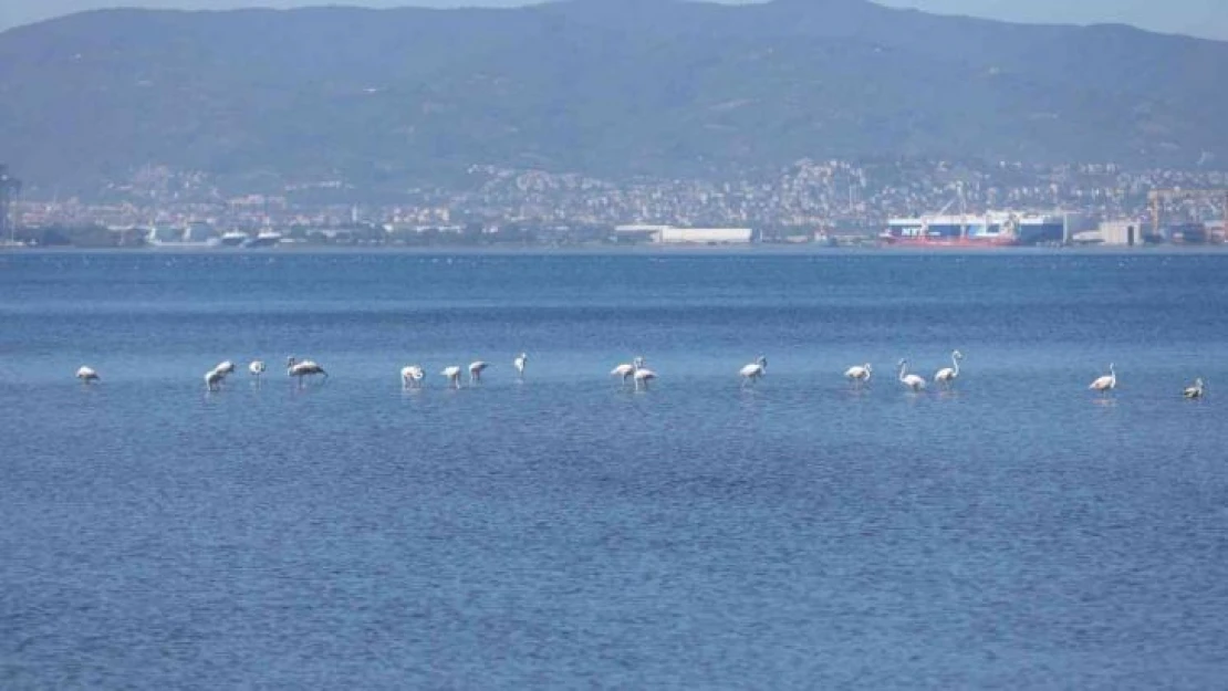 Kış mevsiminin keyfini sürmek için bu yıl da İzmit Körfezi'ne geldiler