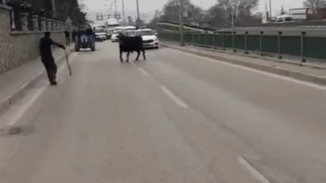 Kızgın boğa İspanyol arenasını aratmadı