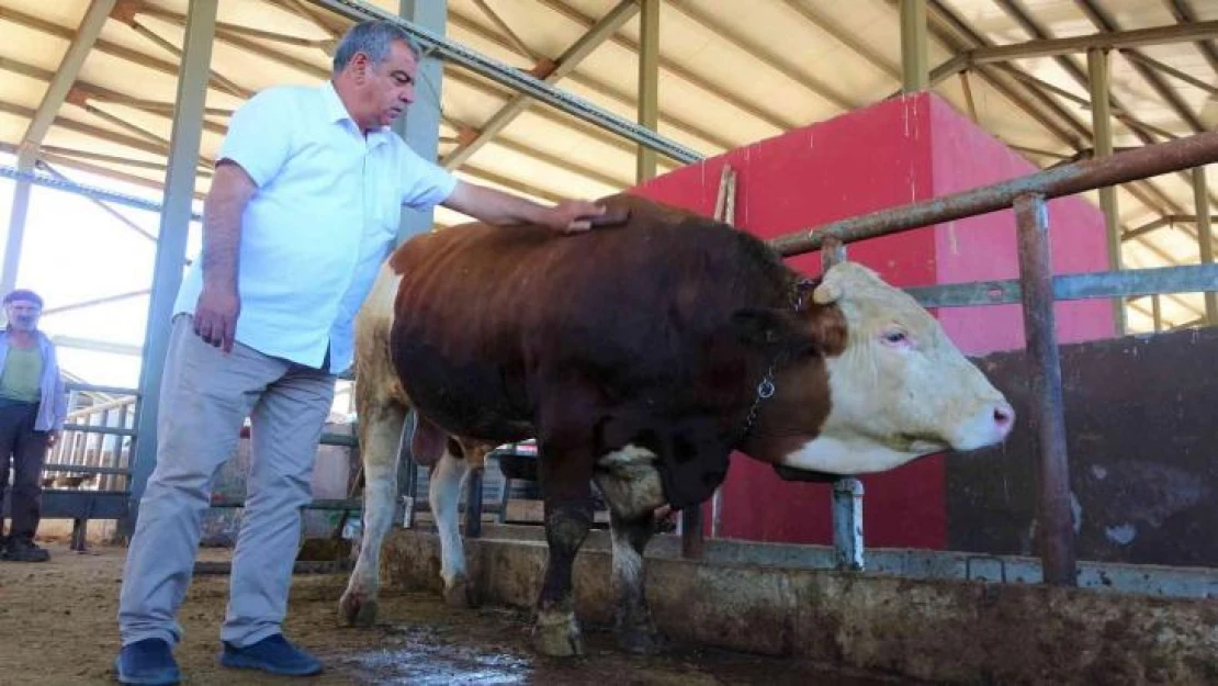 Kurban pazarının 'Kral' tosunu 50 bin TL'ye alıcısını bekliyor