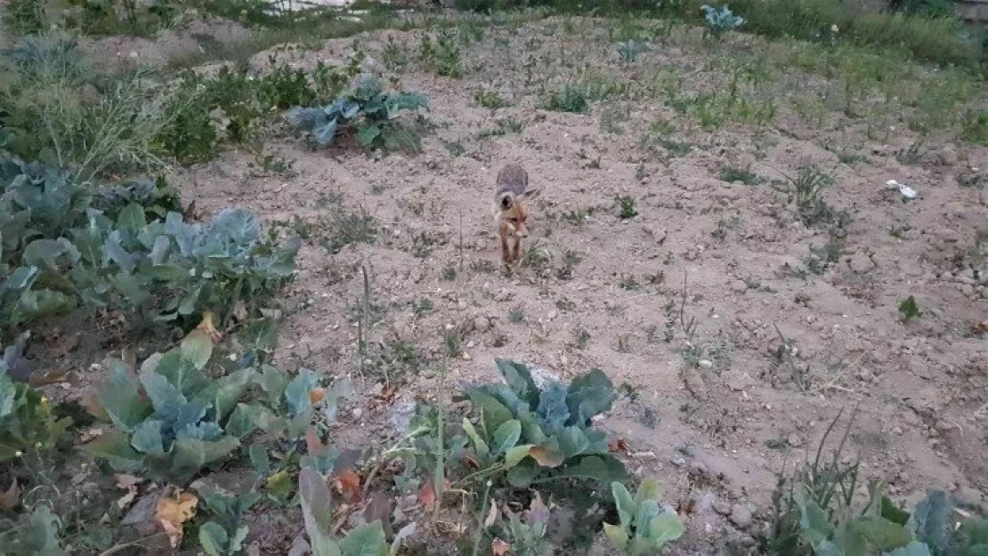 Kurnaz tilki yiyeceklerini toprağa gömerek sakladı