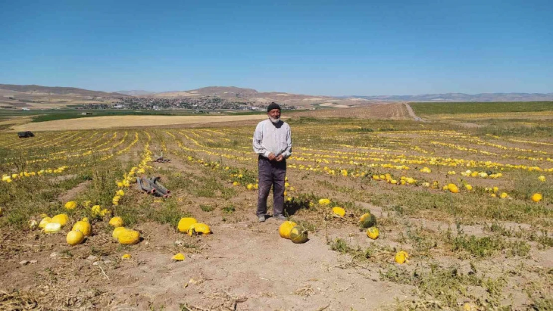 Kuruyemişten kozmetiğe geniş bir kullanım alanına sahip, hasadı başladı