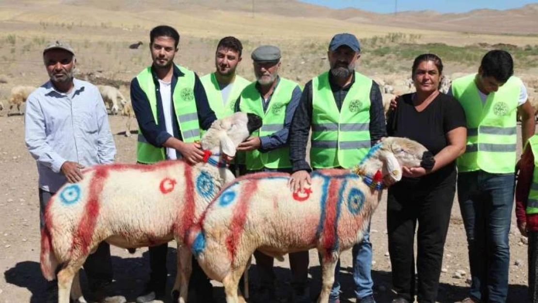 Malatya'da 'koç katım şenliği' düzenlendi