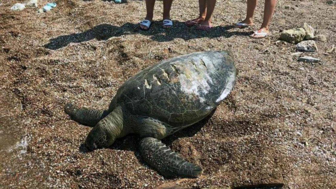 Ölü caretta caretta kıyıya vurdu