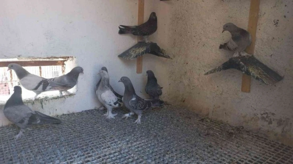 Ömrünün yarım asrını güvercinlere adadı, tecrübesini kitaplaştırdı