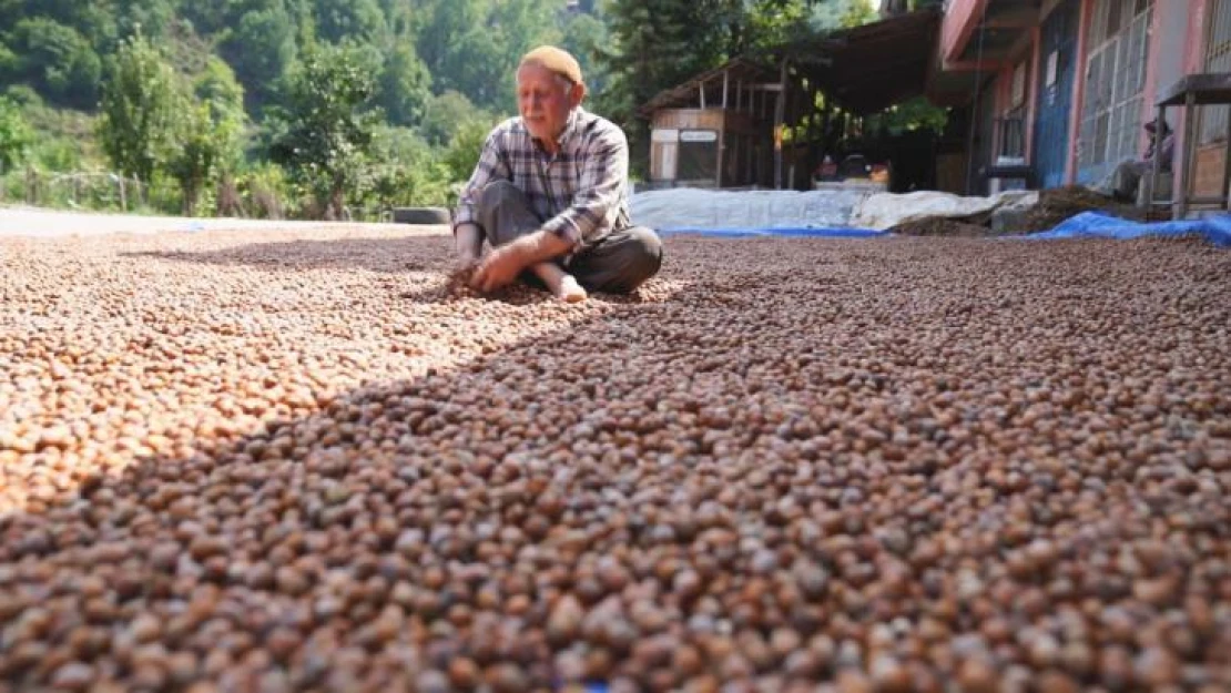 Ordu değil Tokat'ta yetişiyor, görenleri şaşırtıyor