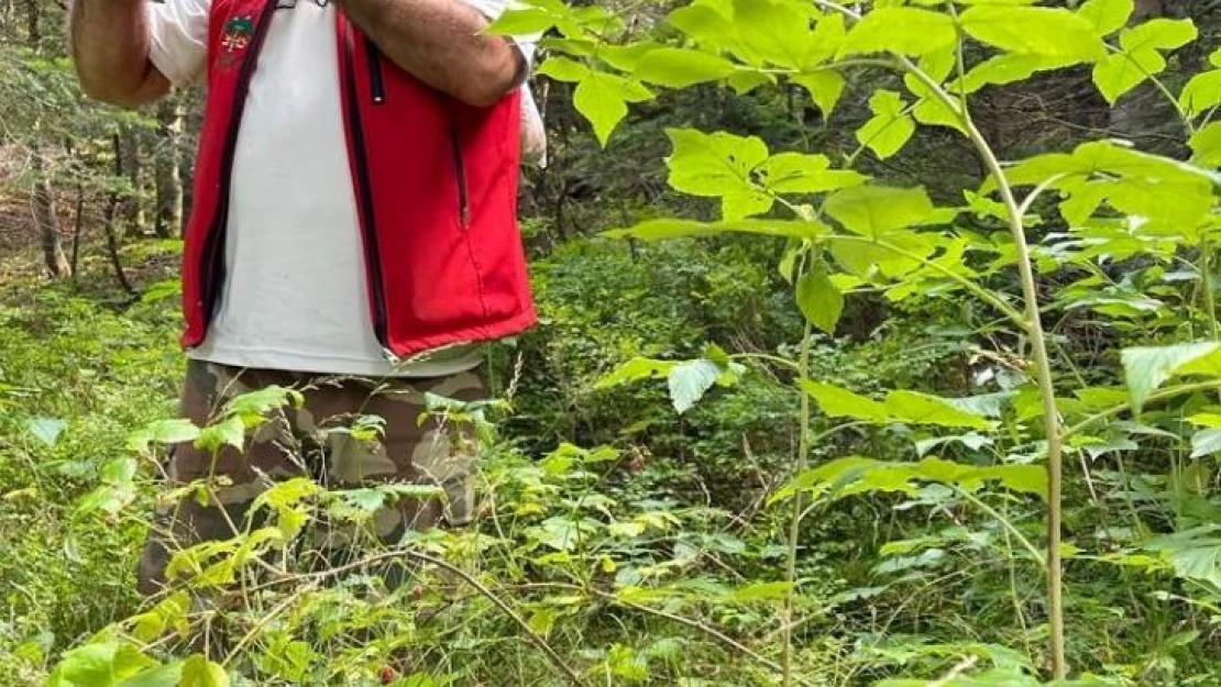 Ormanlara giriş yasağı bitti, dağ tutkunları yeşilliklere akın etti