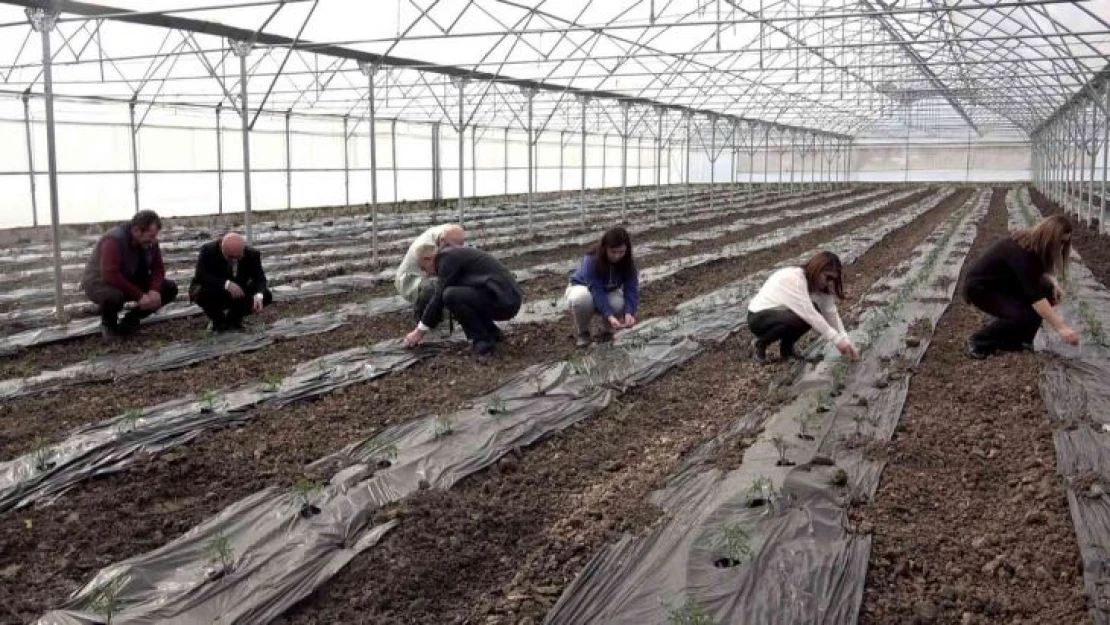 Örtü altı domates fideleri toprakla buluştu