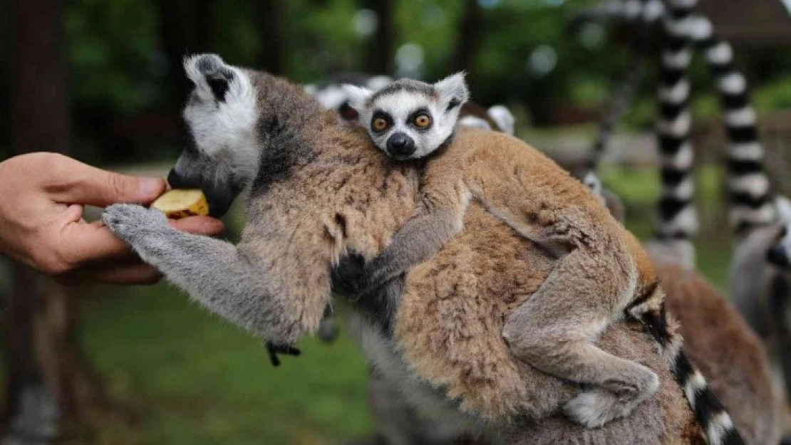 Lemur ailesine katılan 6 yavru annesinin sırtından inmedi