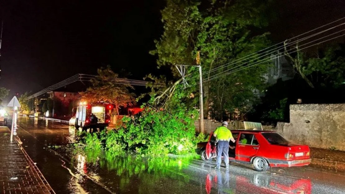 Şiddetli rüzgar ağaçları devirdi, kapanan yollar ekipler sayesinde açıldı