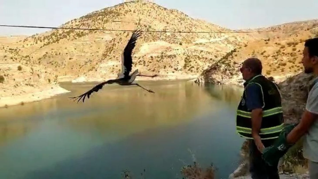 Siirt'te tedavi edilen leylek doğaya salındı