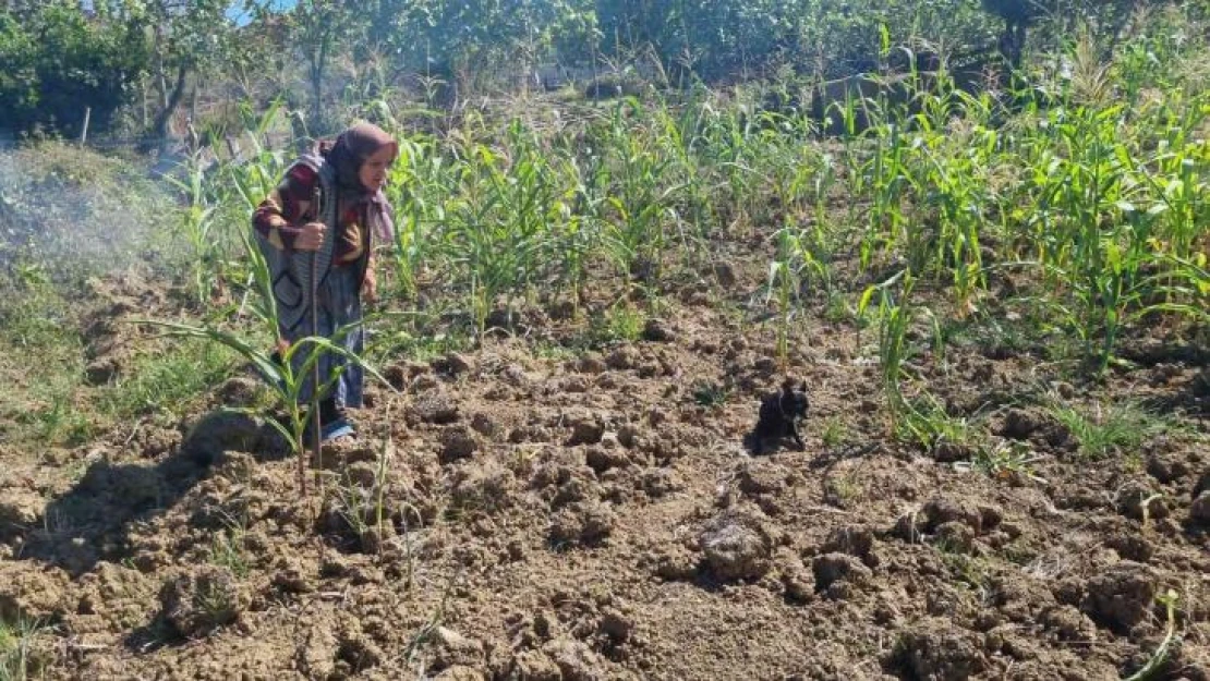 Sinop'ta kuru otları tutuşturan vatandaş az daha köyü yakıyordu