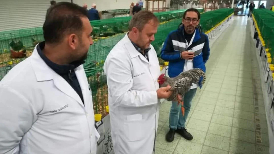 Süs tavukları Ankara'da podyuma çıkacak