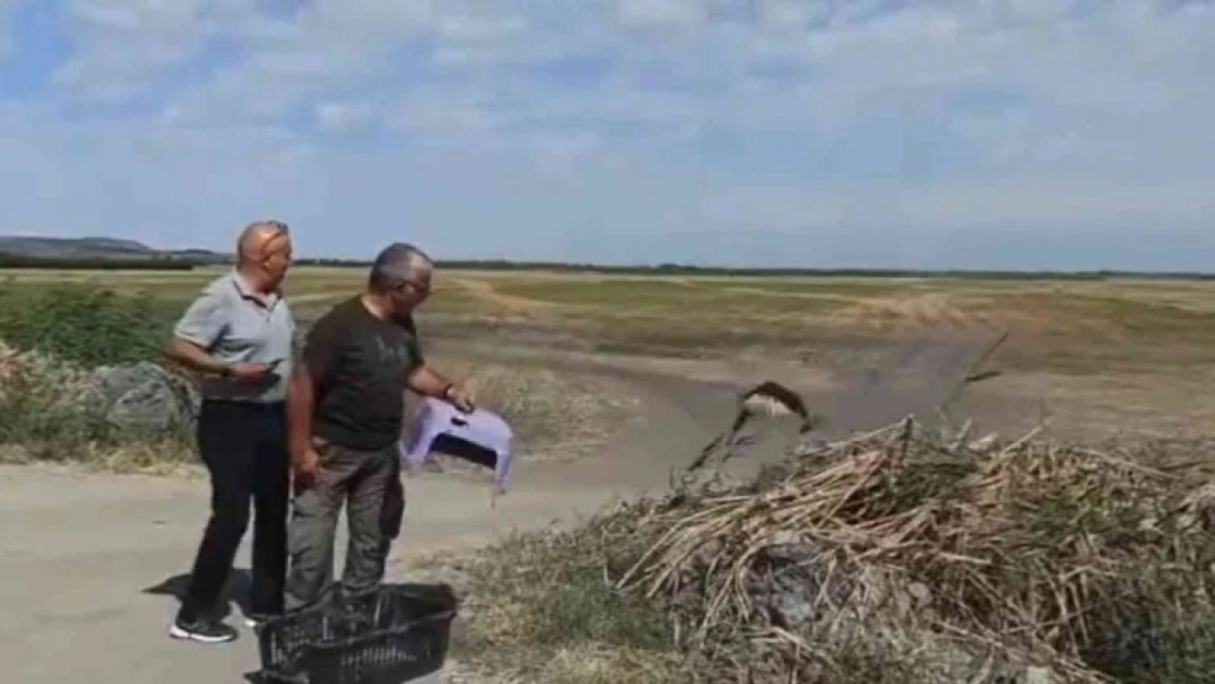 Tedavisi tamamlanan kızıl şahin doğal ortamına bırakıldı