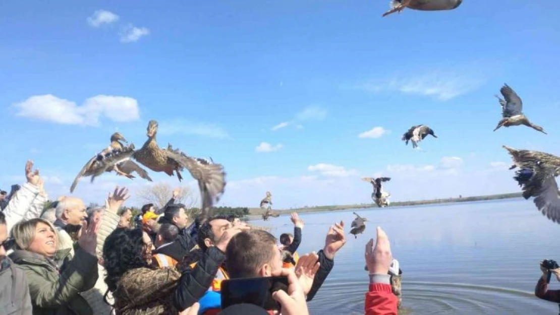 Tekirdağ'da bin adet yaban ördeği suya bırakıldı