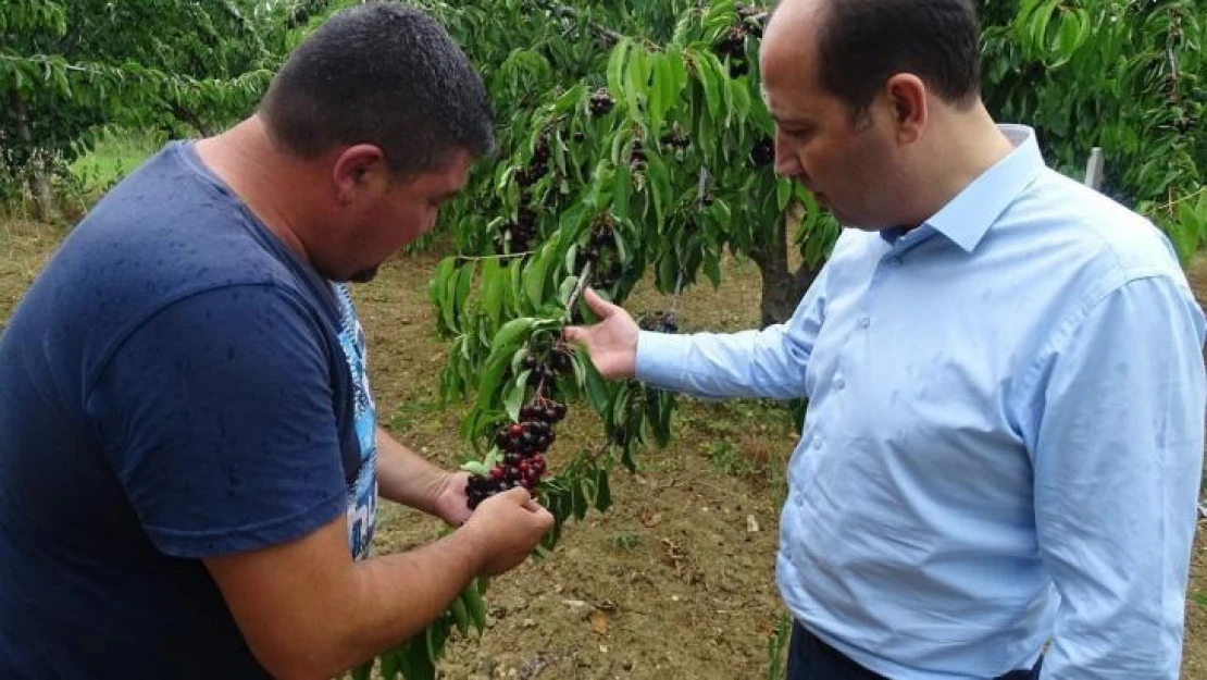 Tekirdağ'da kiraz hasadı devam ediyor