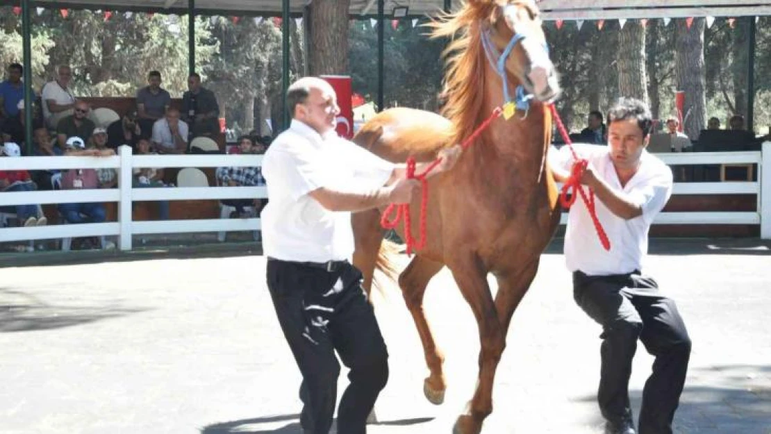 TİGEM tay satışından 5 milyon 265 bin TL gelir elde etti