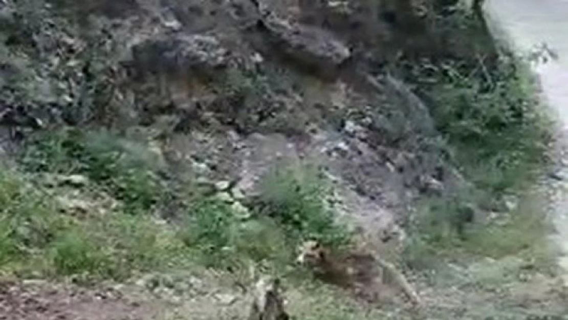 Tunceli'de tilki ve kedinin ekmek kavgası