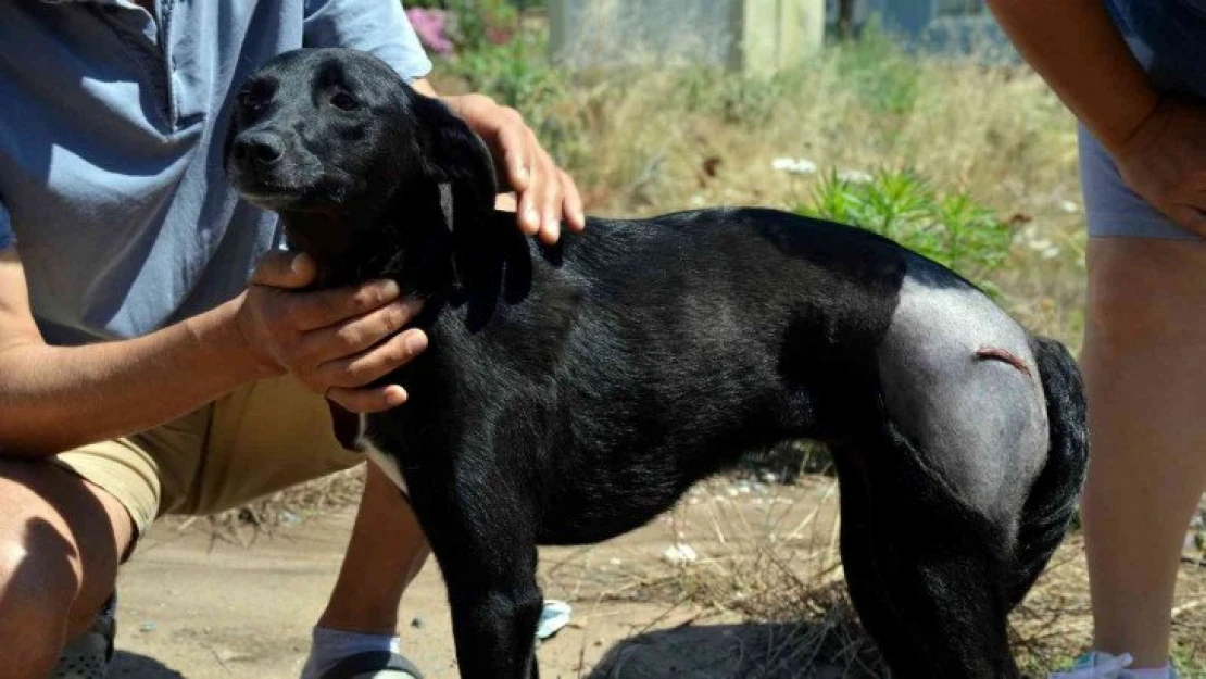 Uyuyan köpeği ezdi, arkasına bile bakmadı