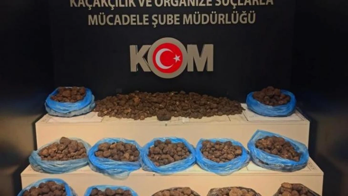 Van'da 97,5 kilogram kaçak trüf mantarı ele geçirildi