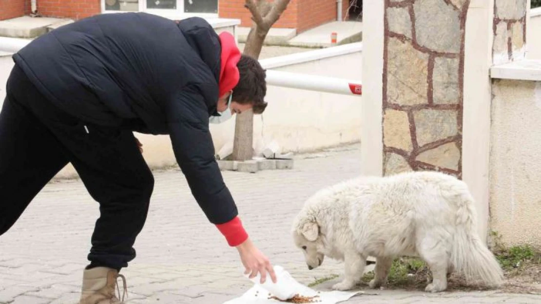 Sokak hayvanlarının mama kaplarını bile çaldılar!