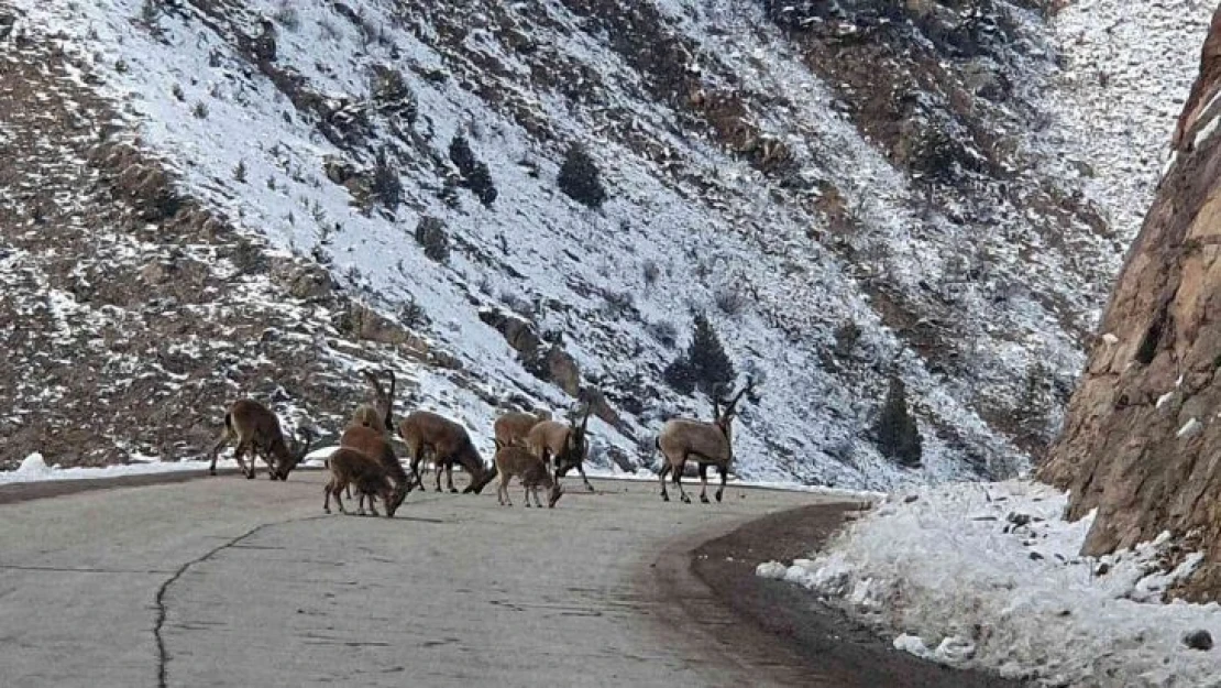 Yaban keçileri Gümüşhane dağlarını sevdi