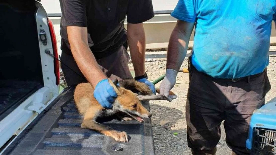 Yaralı halde bulunan tilki tedavi altında