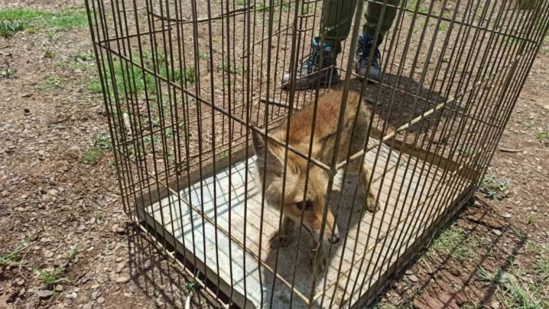 Yaralı yavru tilki, tedavisinin ardından doğaya salındı